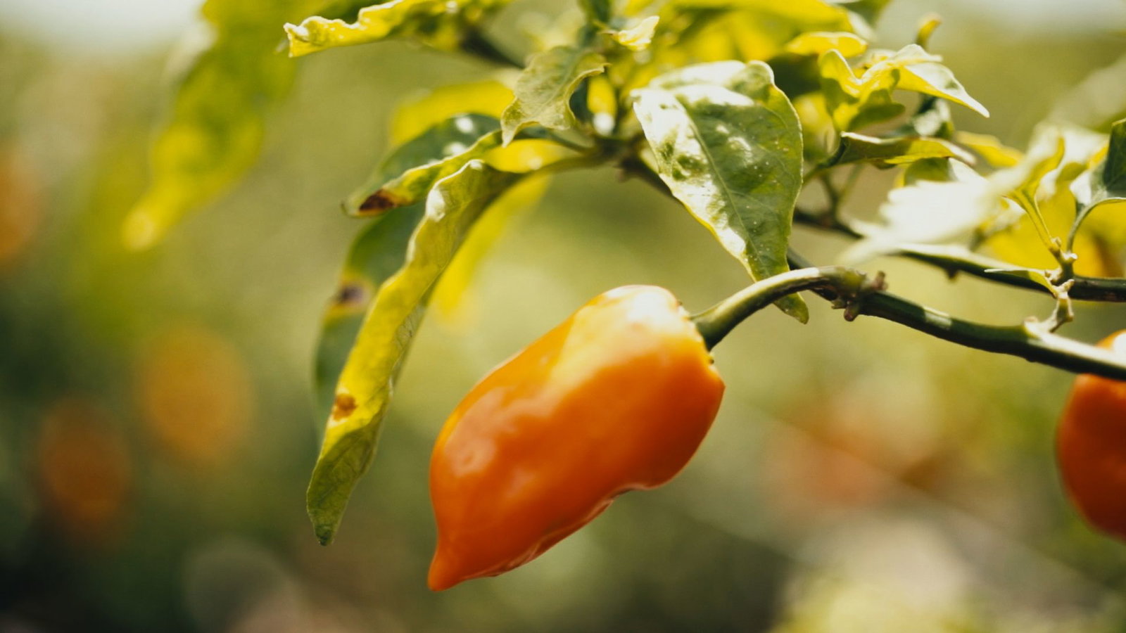 Habanero