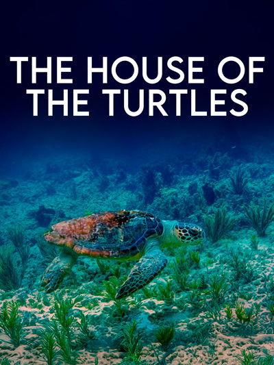The House of the Turtle